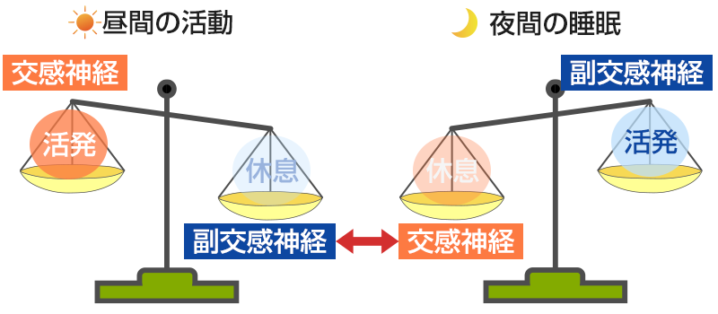 交感神経と副交感神経のイメージ